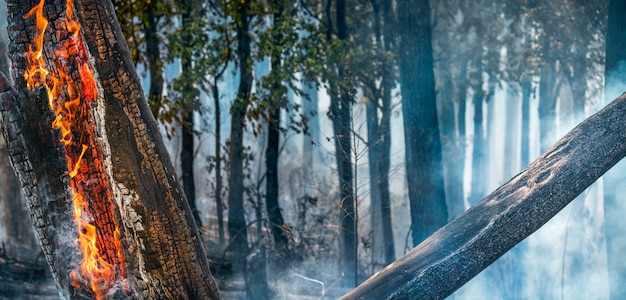 A controlled burn in a forest, with firefighters carefully managing the flames. The image should demonstrate the technique of reducing fuel loads and creating a fire-resistant landscape.