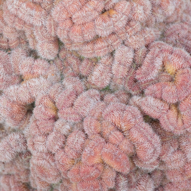 Close-up of coral polyps exhibiting signs of bleaching due to increased ocean acidity, highlighting the cellular-level damage and reduced ability to deposit calcium carbonate.
