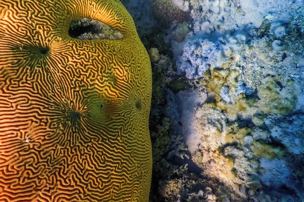 Underwater scene showing a comparison between a healthy coral reef with vibrant colors and abundant fish life and a degraded reef with bleached corals and fewer organisms, visually representing the impact of ocean acidification.
