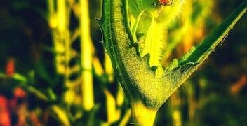 CRISPR Revolution: Genetic Engineering in US Crop Production - Cover Image