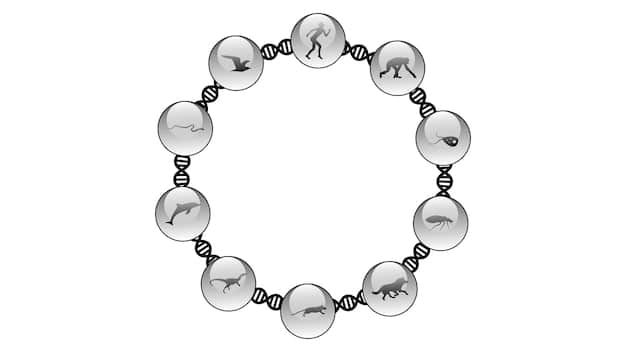 A stylized image of human figures, each with a DNA helix subtly embedded within their silhouette, gradually transitioning from a diverse and varied appearance to a uniform and standardized look, representing concerns about the homogenization of the human gene pool through gene editing.