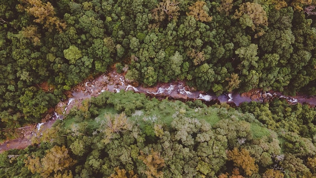 Deforestation’s Impact: Amazon Biodiversity Loss and Global Effects
