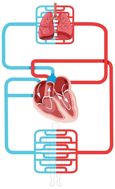 A diagram illustrating the cardiovascular system, highlighting the areas affected by air pollution, such as the heart, blood vessels, and lungs.