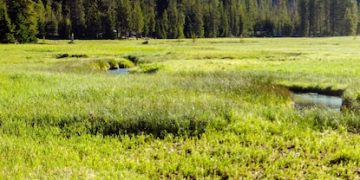 US National Park Preservation: Combating Invasive Species for Biodiversity - Cover Image