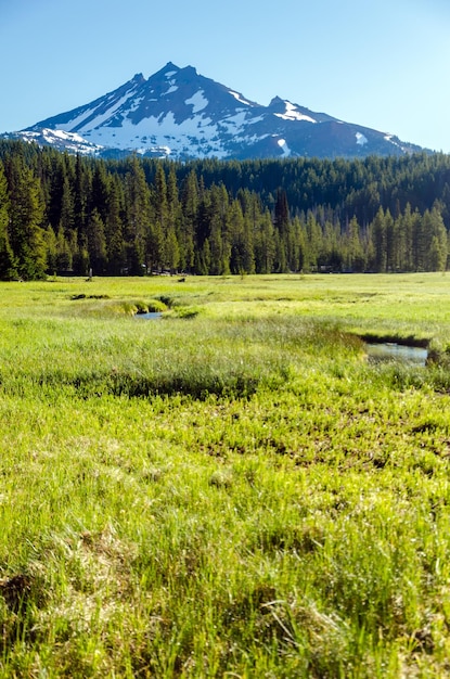 US National Park Preservation: Combating Invasive Species for Biodiversity