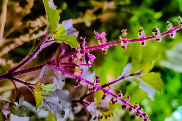 A close-up shot of an invasive plant species, such as Purple Loosestrife, overtaking a wetland area in a US National Park, illustrating the plant's aggressive growth and its impact on the native ecosystem.