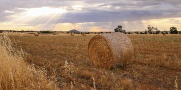 Genetically Modified Crops: Weighing Risks and Benefits for US Agriculture - Cover Image