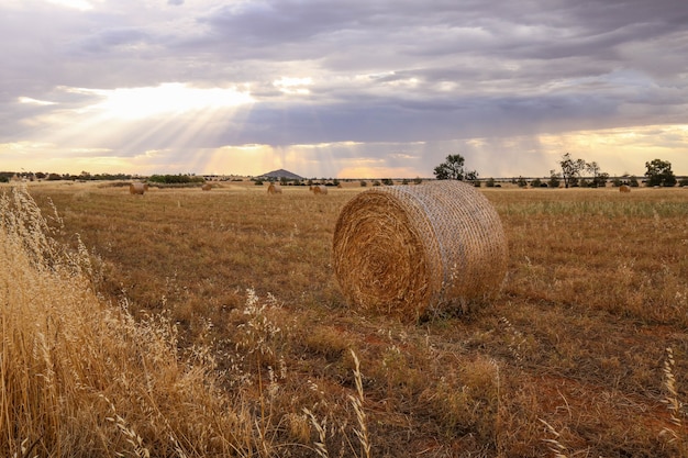 Genetically Modified Crops: Weighing Risks and Benefits for US Agriculture