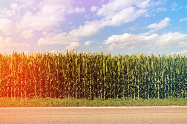 A split-screen image showing a field of GM corn on one side, vibrant and healthy, and a field of non-GM corn on the other side, damaged by pests. The image clearly illustrates the pest resistance benefit of GM crops.