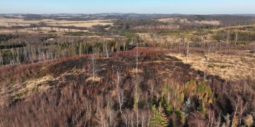 Deforestation Impacts: US Ecosystems & Biodiversity at Risk - Cover Image