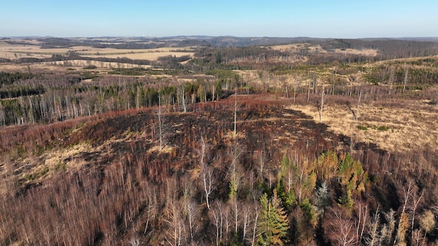 Deforestation Impacts: US Ecosystems & Biodiversity at Risk
