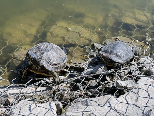A sea turtle entangled in a discarded fishing net, struggling to swim. The turtle's flippers are caught in the mesh, and the overall image conveys a sense of distress and vulnerability. The background shows a blurred ocean environment.