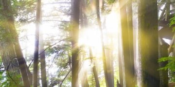 US Deforestation: Protecting Forests & Biodiversity - Cover Image