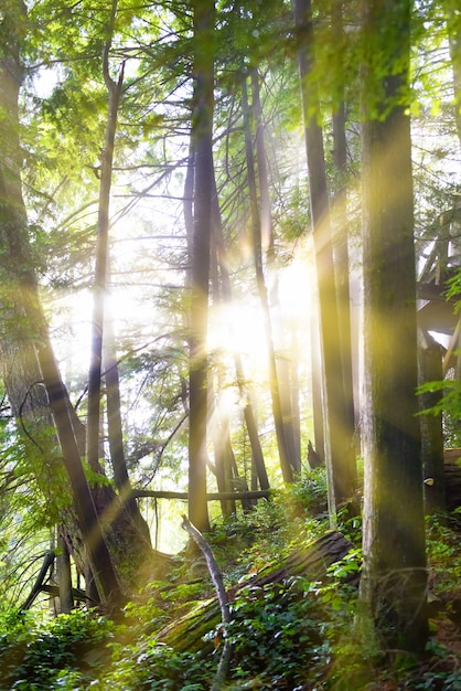 US Deforestation: Protecting Forests & Biodiversity
