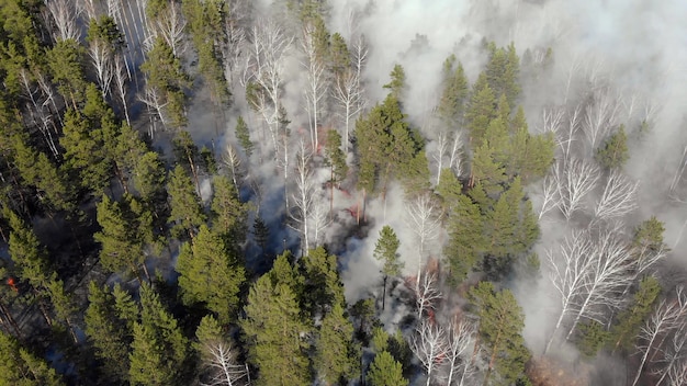 Wildfires’ Long-Term Impact: Air Quality & US Public Health