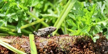 Boosting Soil Health for Sustainable US Agriculture - Cover Image
